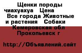 Щенки породы чиахуахуа › Цена ­ 12 000 - Все города Животные и растения » Собаки   . Кемеровская обл.,Прокопьевск г.